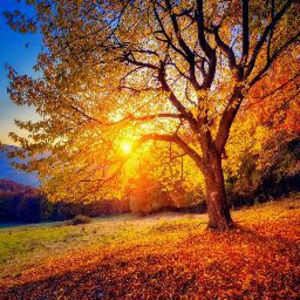 Meet your Posher, Trisha